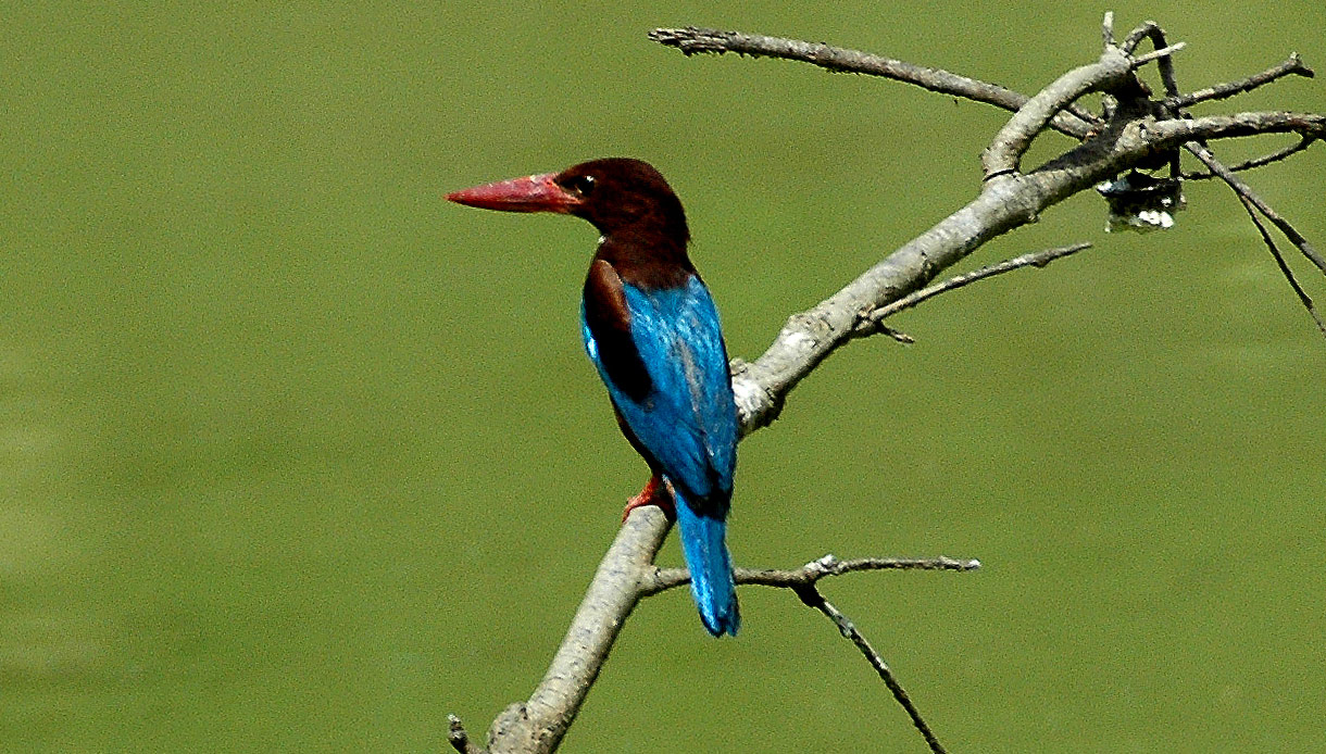 Sal Valley Bird watching